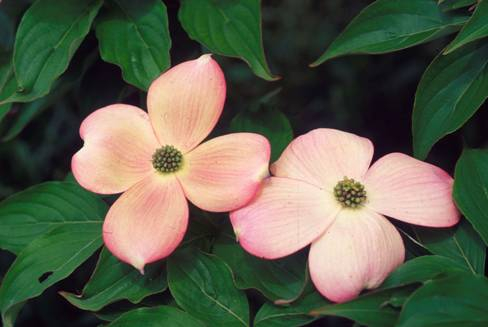 When Does Stellar Pink Dogwood Bloom - Stellar Pink Dogwood Fall Color